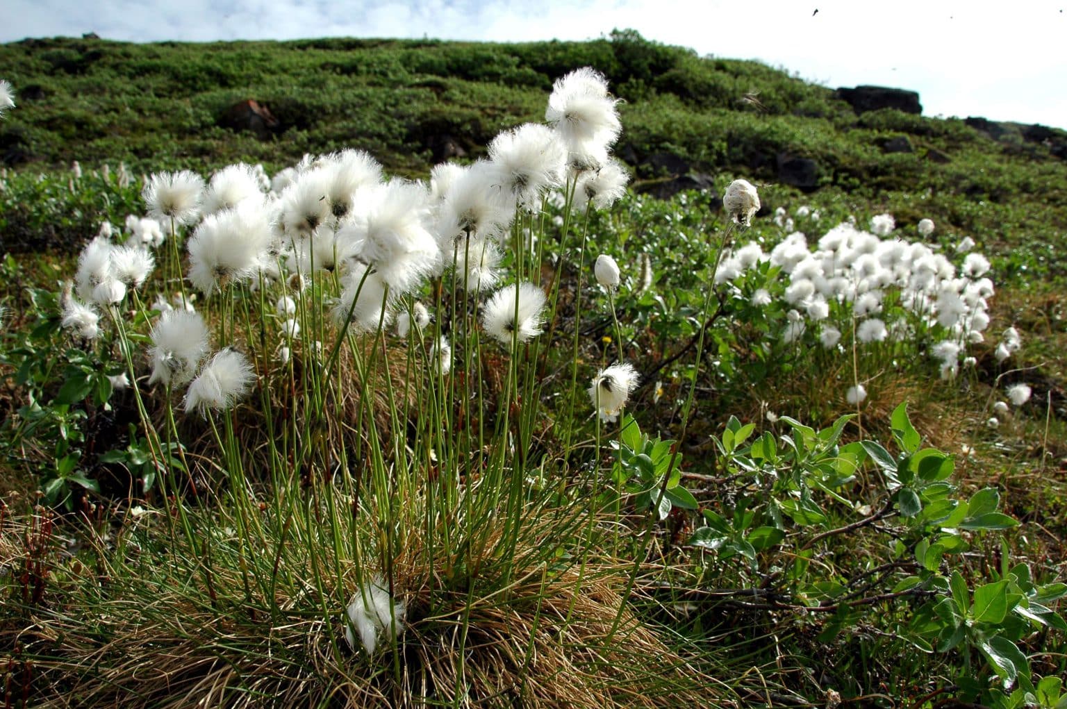 Пушица (Eriophorum)